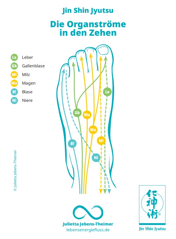 Jin Shin Jyutsu – Die Organströme in den Zehen Grafik zu Jin Shin Jyutsu: Verlauf der sechs Organströme (Leber, Gallenblase, Milz, Magen, Blase, Niere) in den Zehen eines Fußes, dargestellt mit Farbcode und Pfeilen